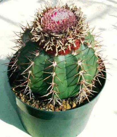 Melocactus_maxonii